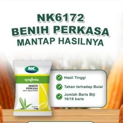 BENIH JAGUNG HIBRIDA NK 6172 PERKASA 1KG #bibit jagung#jagung perkasa#bibit nk perkasa