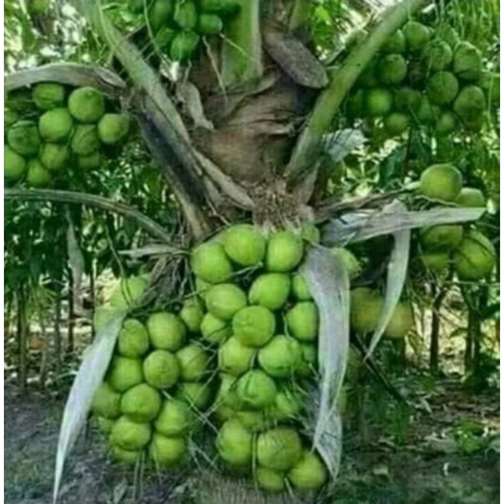 GROSIR bibit tanaman pohon kelapa GADING HIJAU super unggul