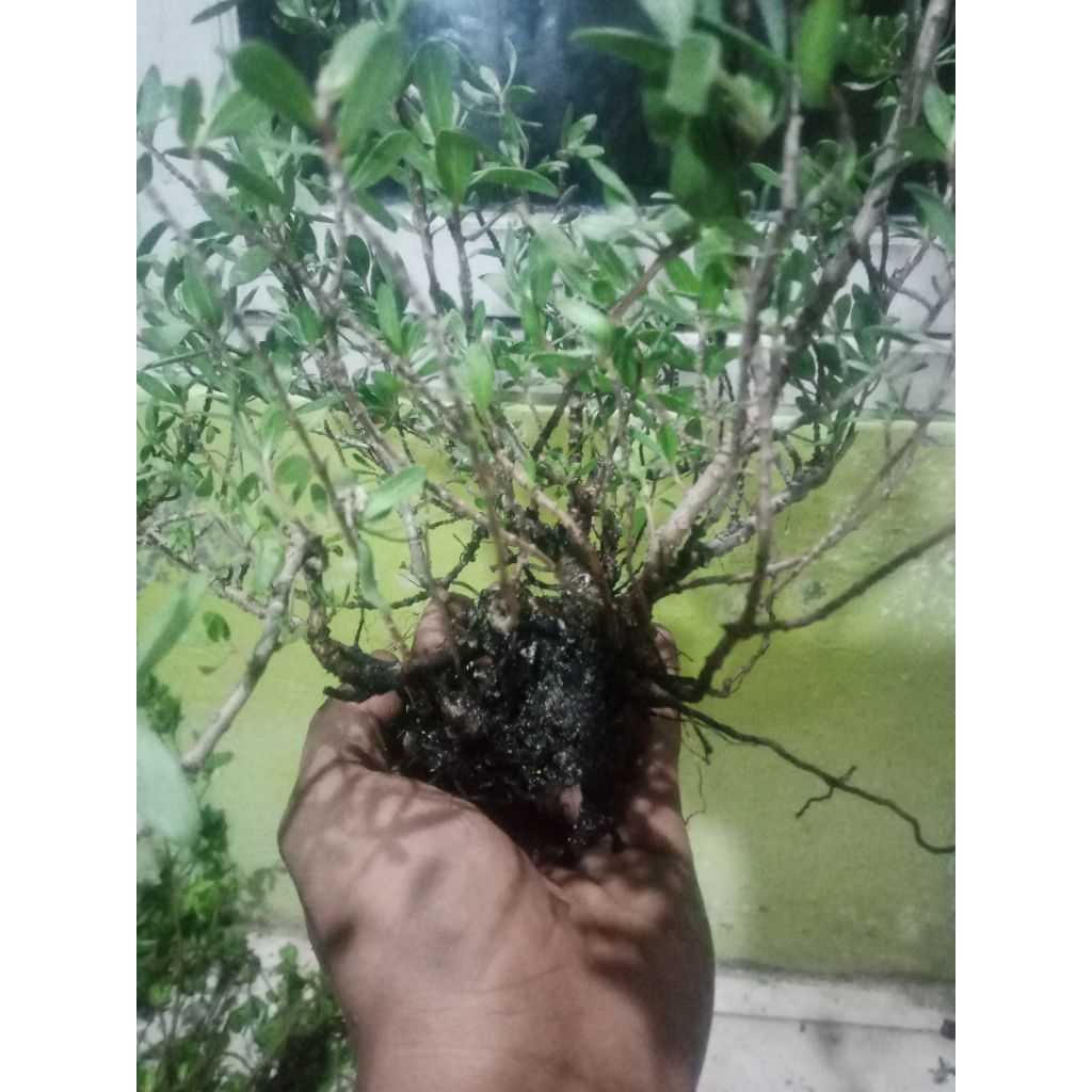 santigi karang || paketan santigi karang || santigi murah