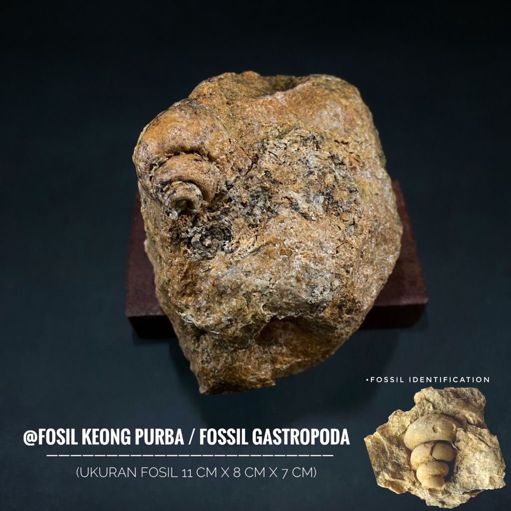 Bongkahan Fosil Keong Purba B92 atau Fosil Gastropoda atau Fossil Snail atau Fosil Kol Buntet Alam a