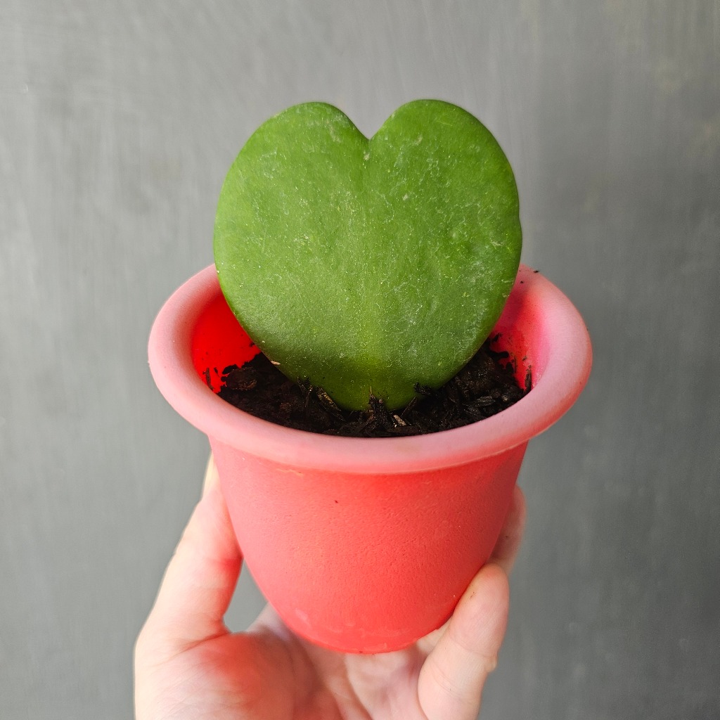 Paket KAKTUS SUKULEN Hoya Love Kerrii + Pot Tanaman + Media Tanam