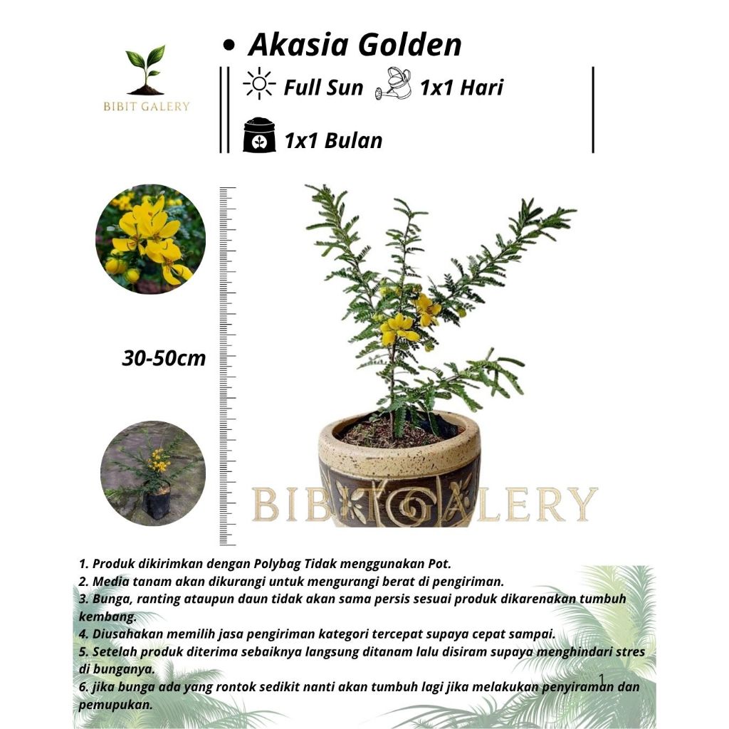 Akasia Golden - Tanaman Hias Bunga Akasia Golden