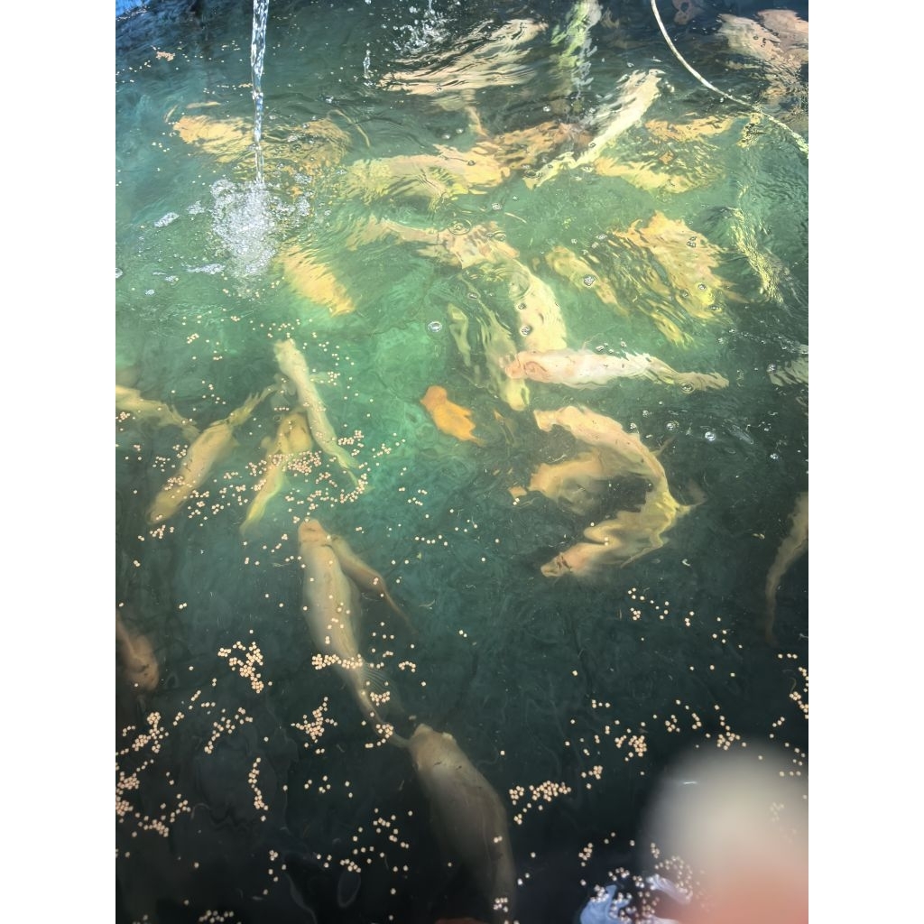 ikan Nila Merah Premium Hidup 1kg seger iwak 1 kg 1 kilogram