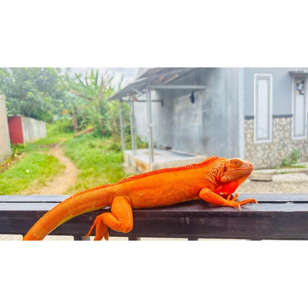 Iguana Red Albino Super Quality
