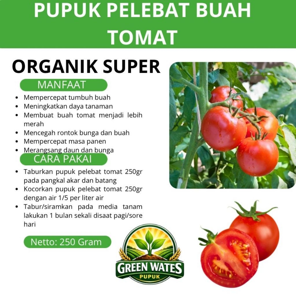 pupuk pelebat buah tomat
