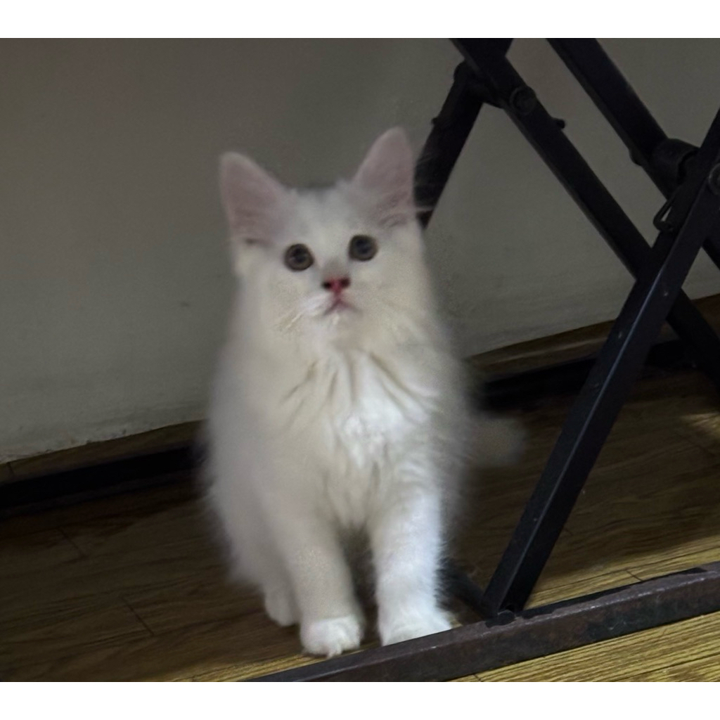 kitten persia mix maincone betina