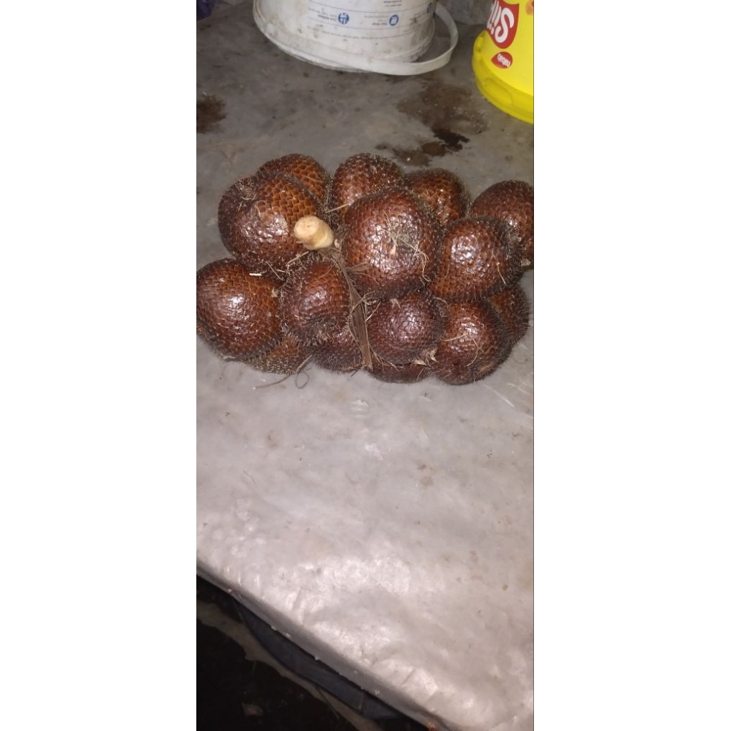 salak pondoh super sleman