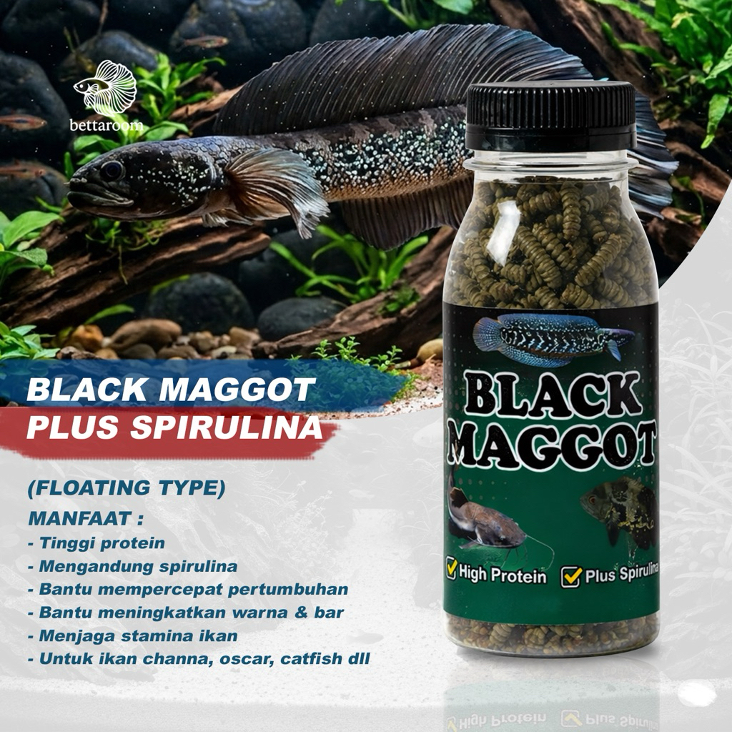 maggot pakan Channa asiatica black maggot pakan ikan Oscar Chana