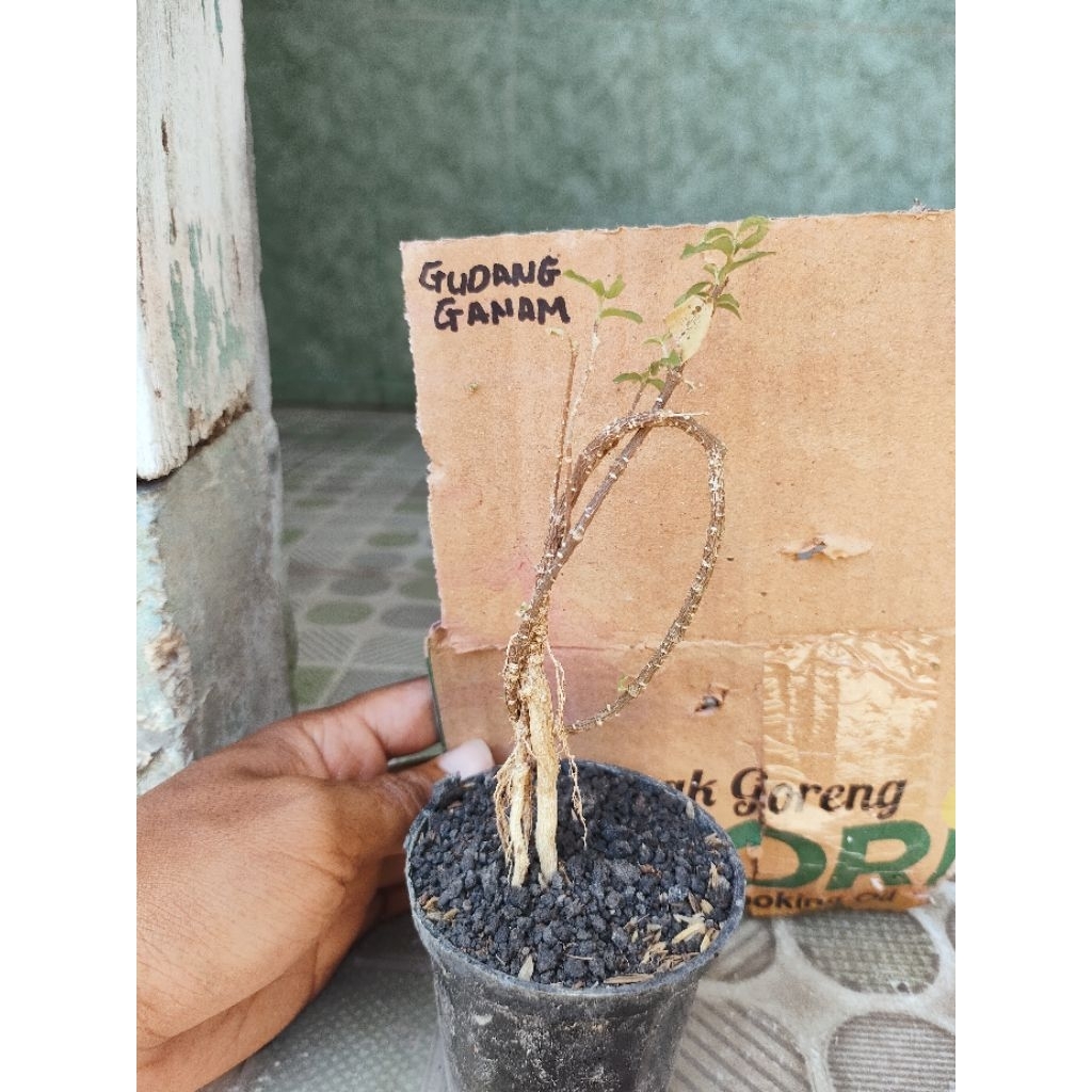 06. bonsai mini Gdang Ganam Siap pajang