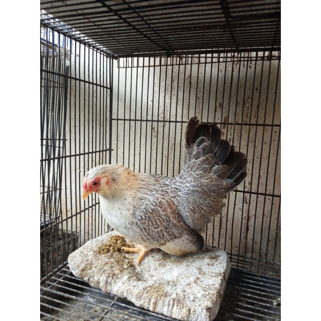 ayam kate betina ceper istimewa