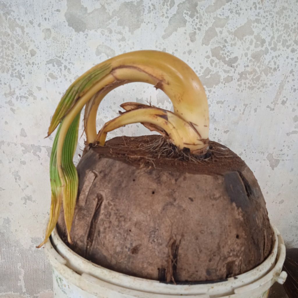 bahan bonsai kelapa bonsai kelapa unik