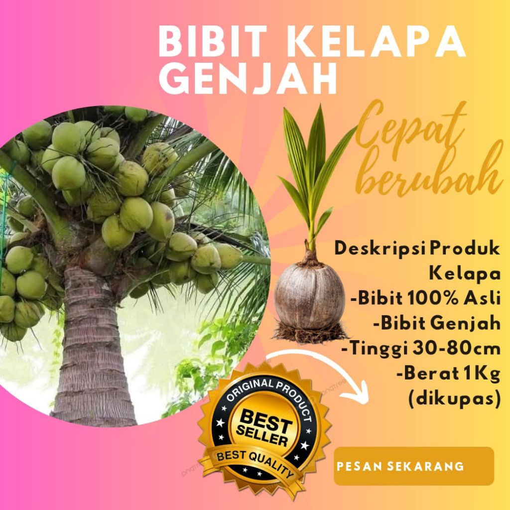 HARGA PETANI  Pohon Kelapa Pendek Berbuah Lebat, Pohon Kelapa Pendek Berbuah