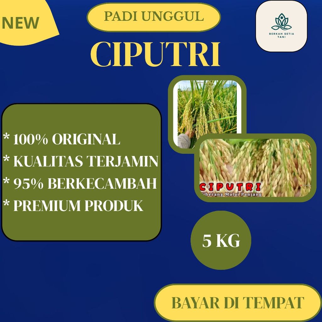 Benih Padi Unggul Ciputri Ciherang Malay Panjang