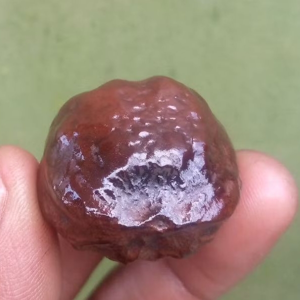 Muncang kemiri adu si kopral