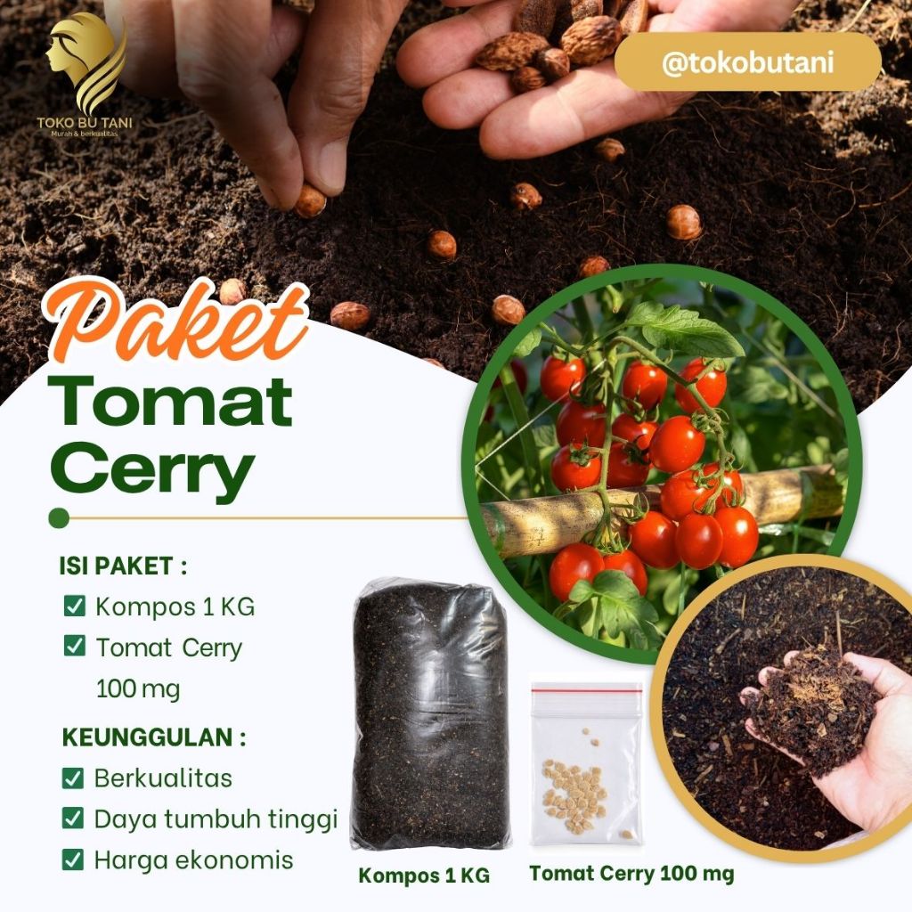 Benih Tomat Cherry Siap Tanam Benih Sayur Tomat Cherry Siap tanam