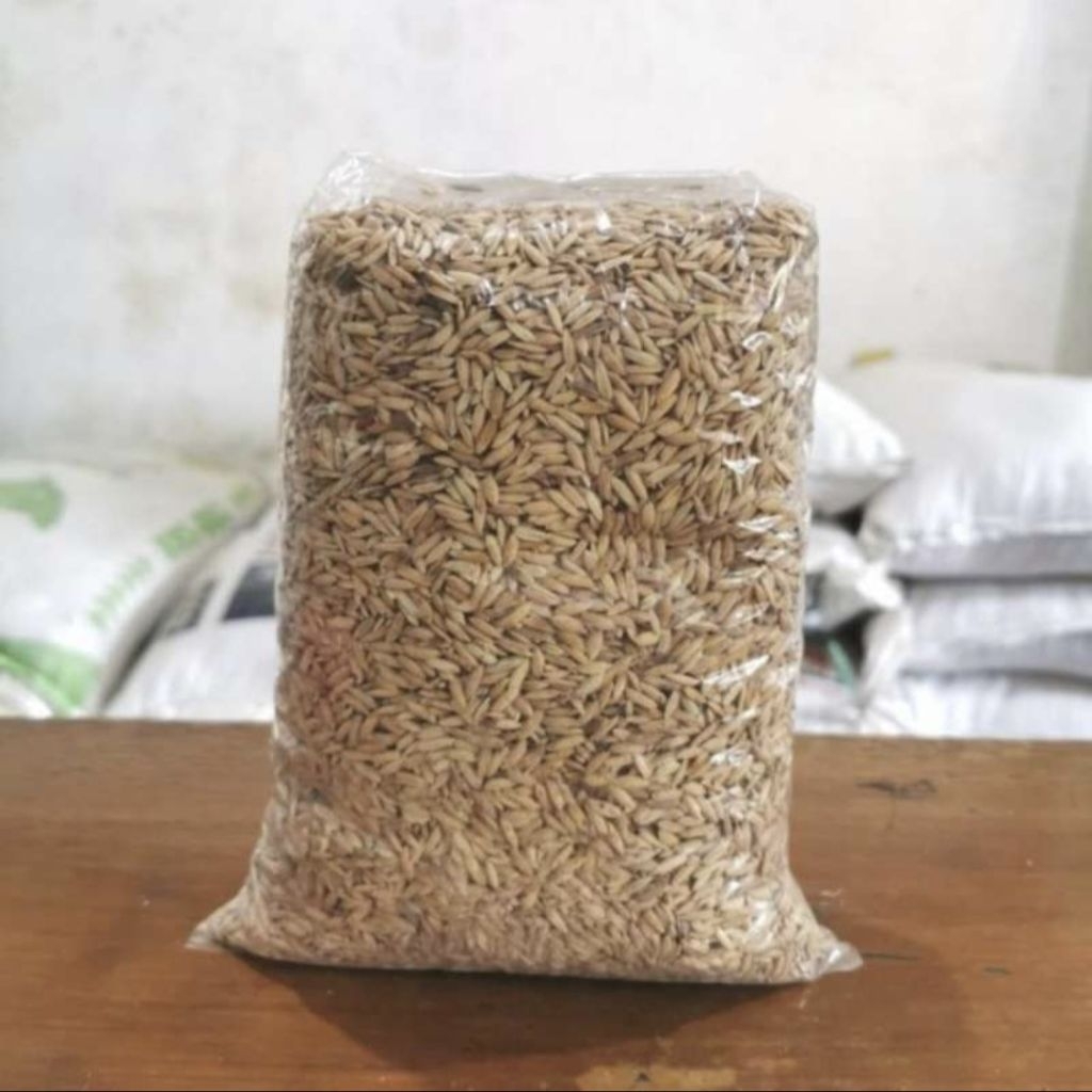 Gabah/Padi pakan ayam,bibit unggul,beras putih