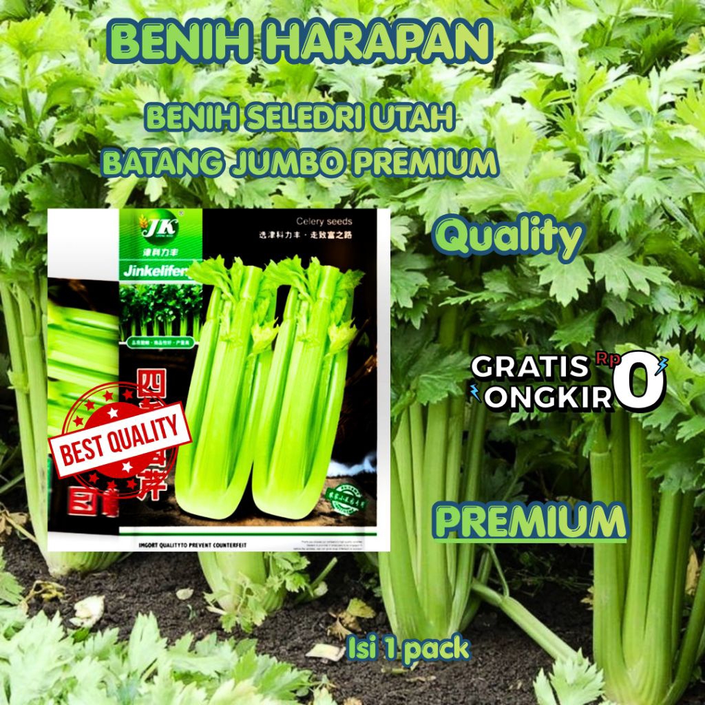 benih/biji seledri Utah batang jumbo/ seledri jumbo PREMIUM (1 kemasan )