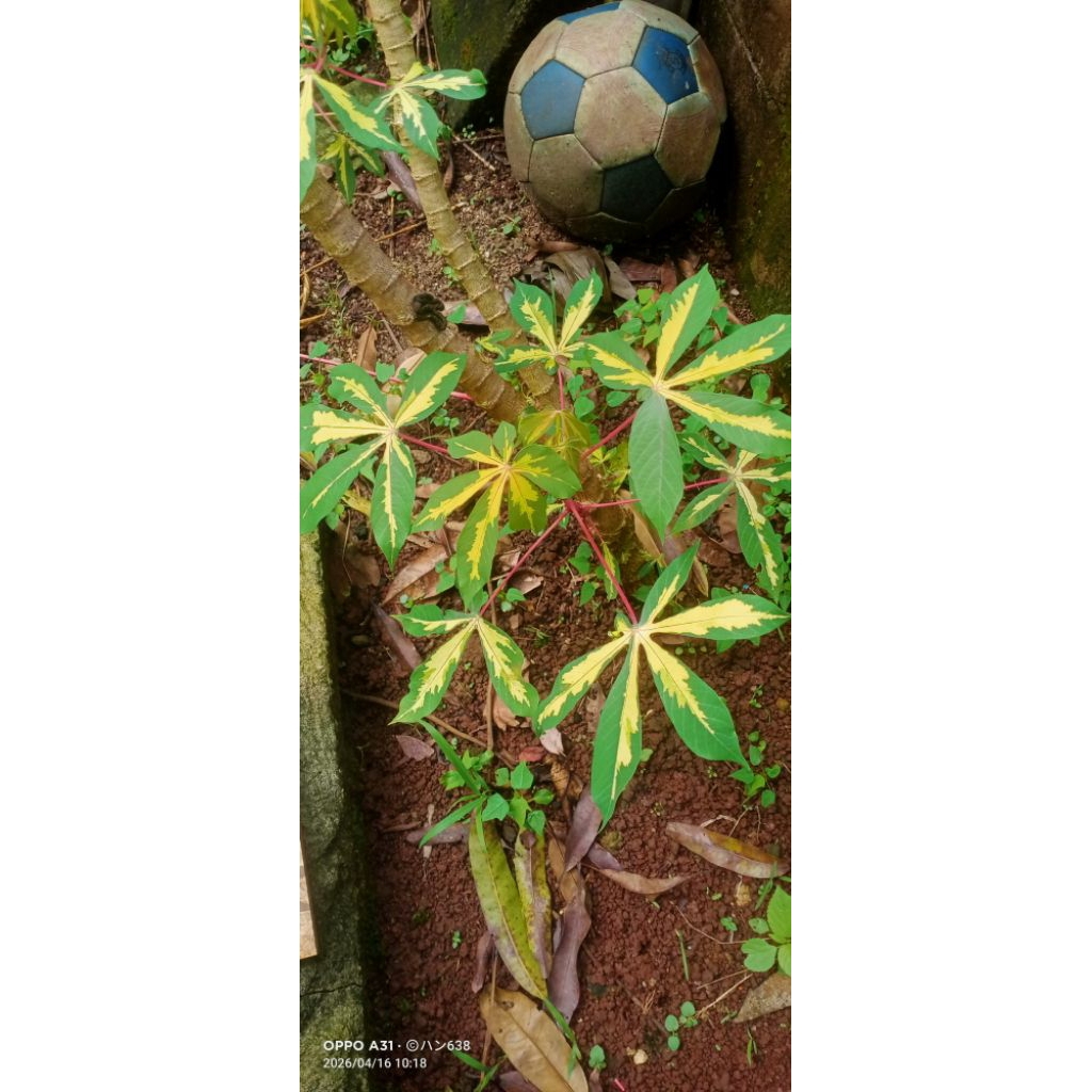 BIBIT POHON SINGKONG PARIGATA HIAS, DAUN CORAK CORAK