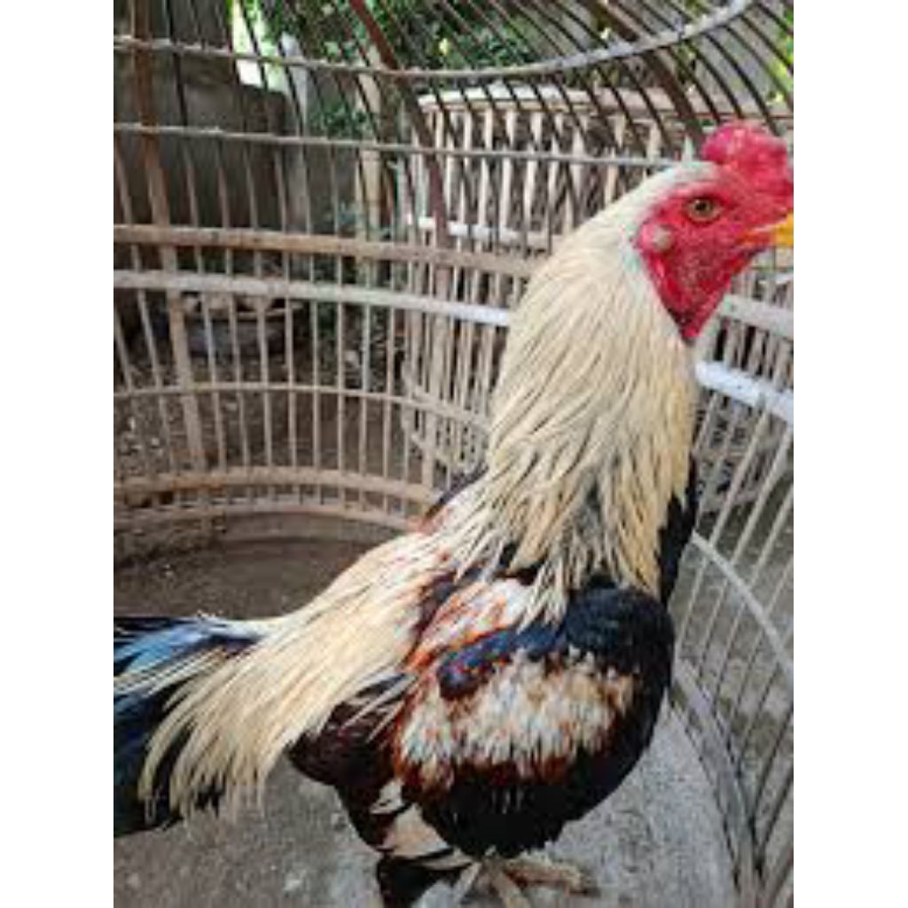 paket sangat hemat 5 telur ayam bangkok joper cocok untuk petarung atau buat hiasan di kandang kalau