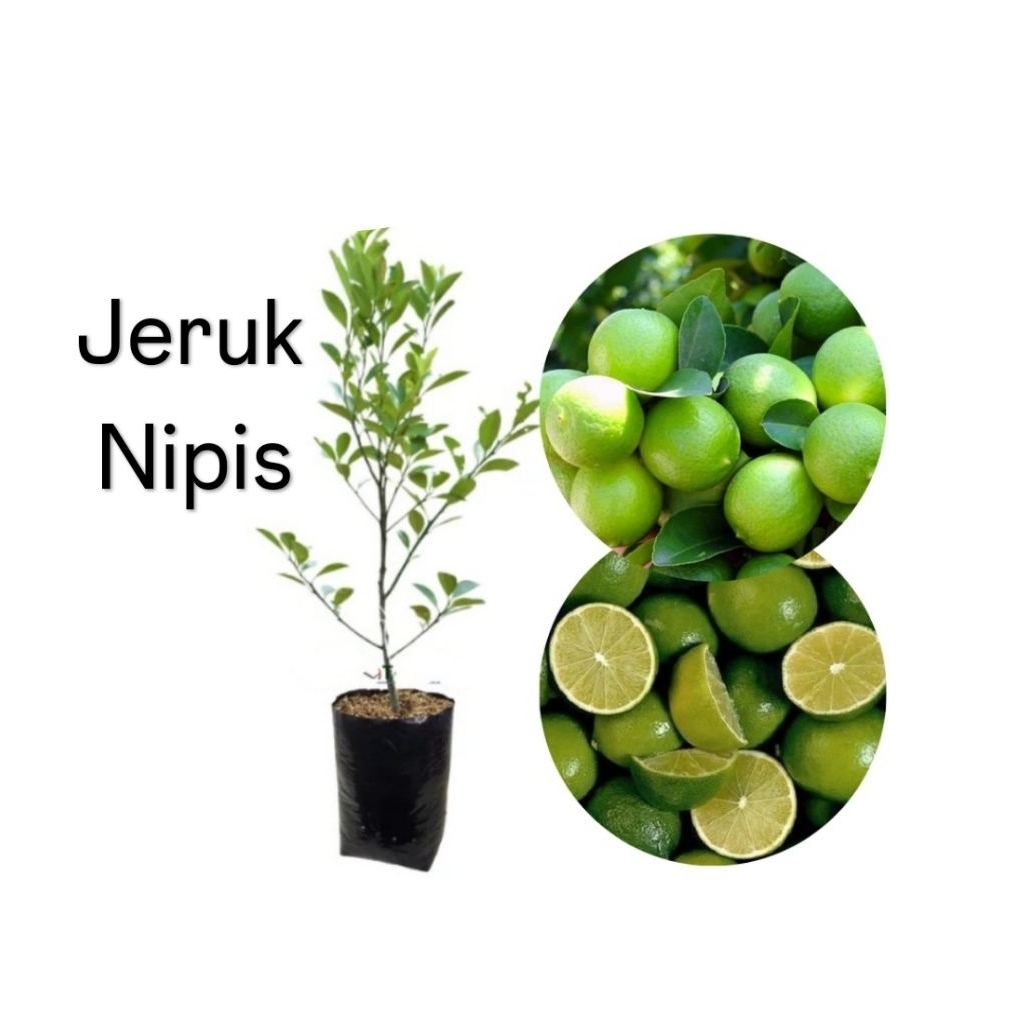 Bibit Jeruk Nipis (Asli)