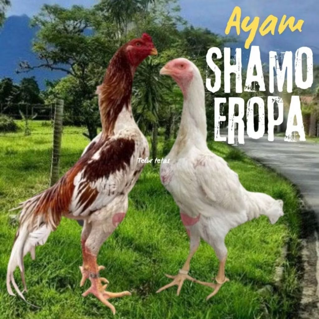 TELUR AYAM SHAMO EROPA ORI PETARUNG UNTUK DITETASKAN