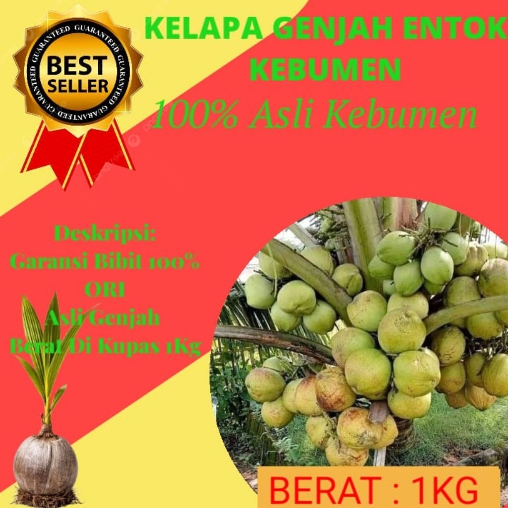 BIBIT SUPER  Pohon Buah Kelapa Pendek Entok Jumbo, Pohon Buah Kelapa Pendek Entok