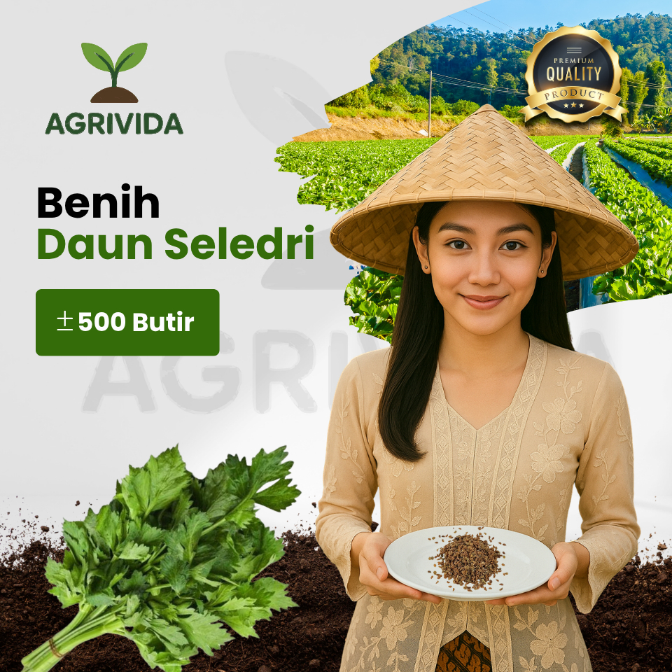 Benih Seledri Siap Tanam 500 Butir