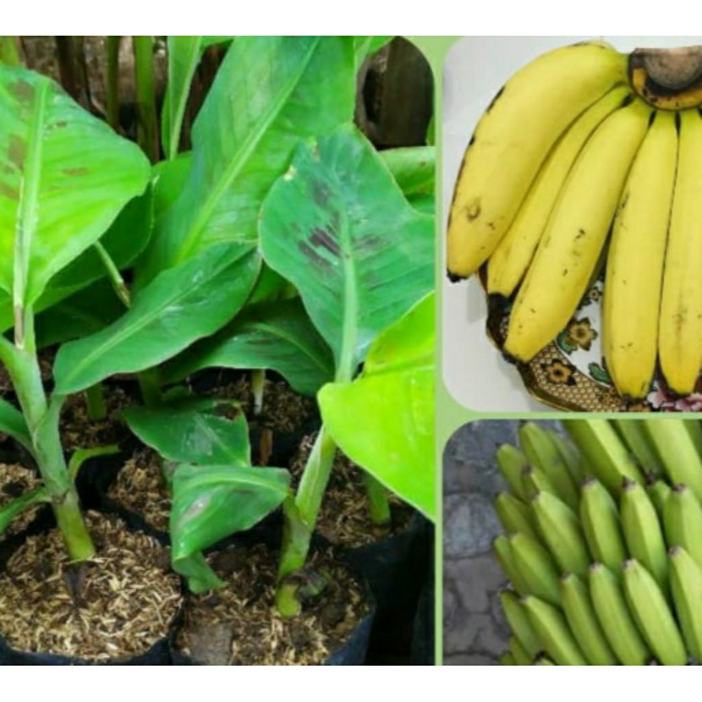 bibit pisang ambon lumut