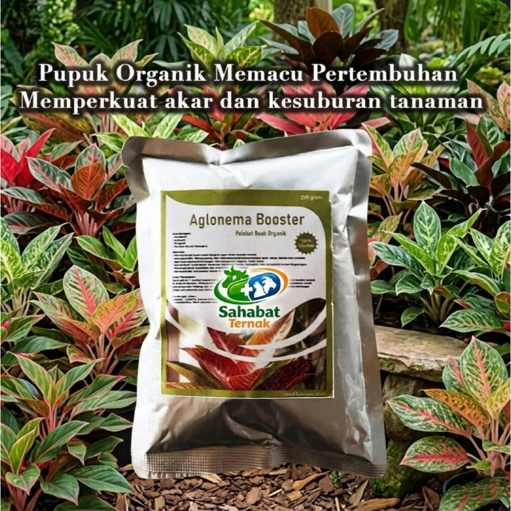 Pupuk Organik Aglonema 250g - Multimikroba, Perangsang Tunas, Percantik Daun