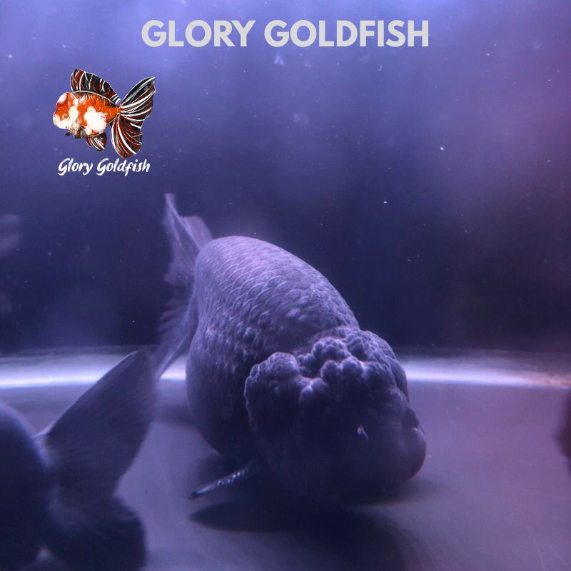 Ikan hias Mas Koki Ranchu Lionchu rancu Black Hitam HIGH QUALITY