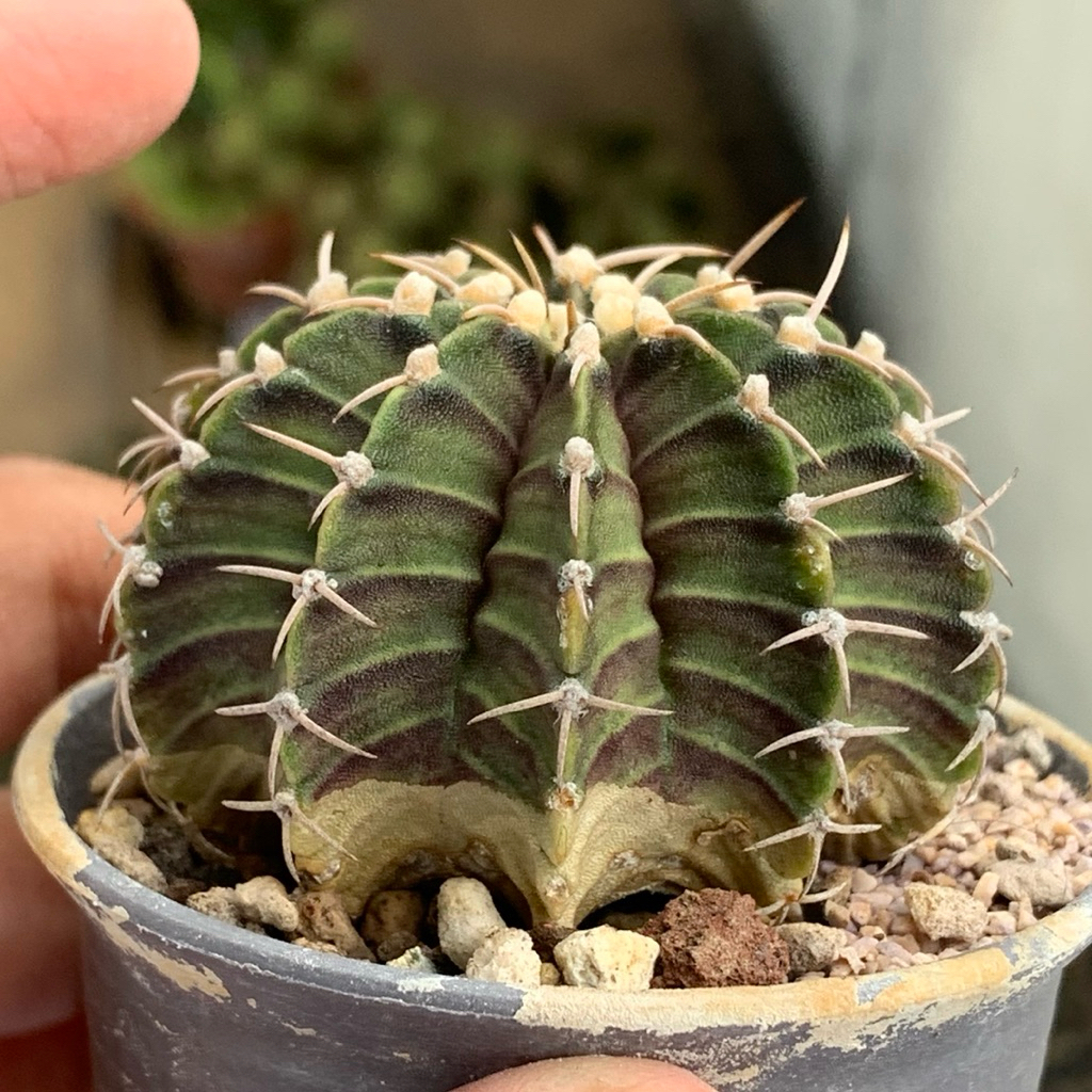 Gymnocalycium LB 2178 original ( kaktus gymno lb2178 ori seedling tanaman hias hidup gurun