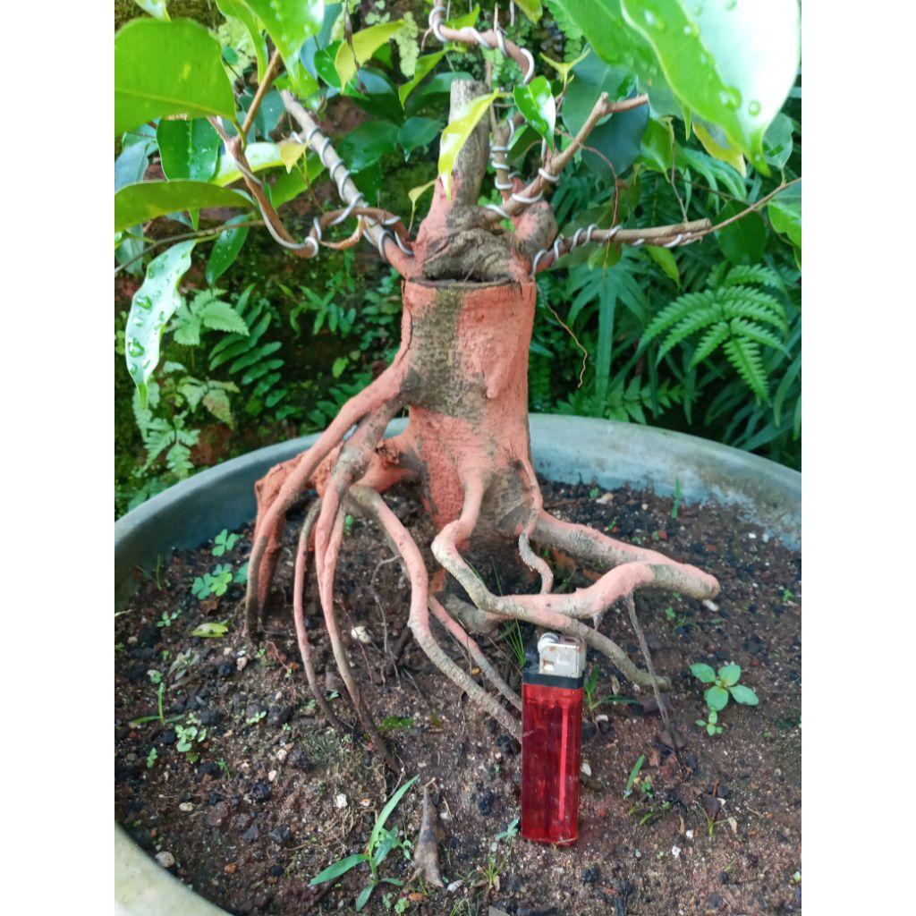 beringin benjamina sesuai foto bahan bonsai beringin
