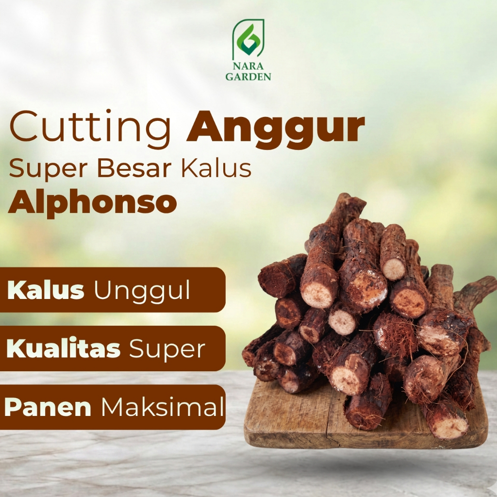 Nara Garden - Cutting Anggur SUper Besar KALUS