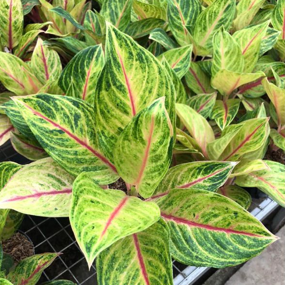 Aglonema Caribian/ Red Panama