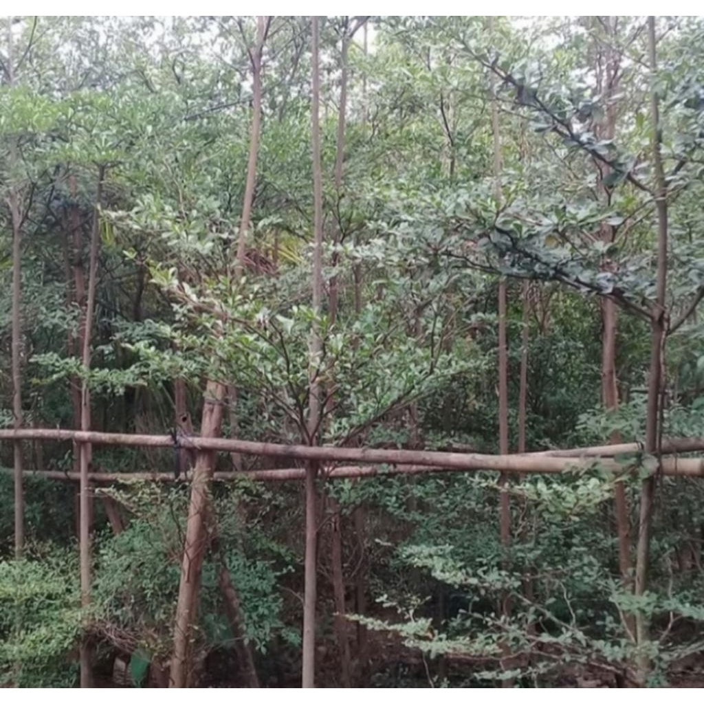 pohon ketapang kencana. tinggi 3 meter