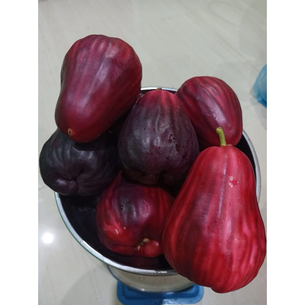 Jambu Jamaika 1kg