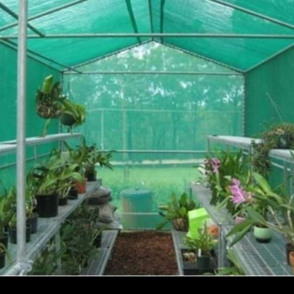 waring kasa hijau insecknet