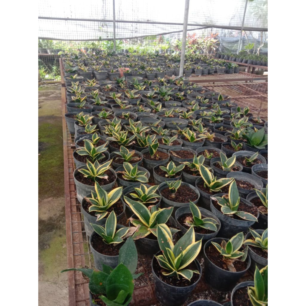 paket anggrek seedling dan lidah mertua mini