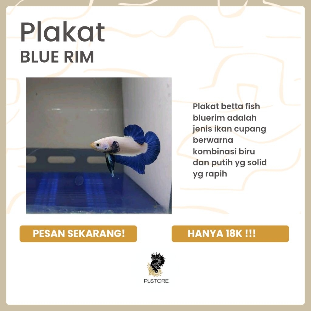 Ikan Cupang Plakat Blue Rim jantan - Tampilan Elegan, Warna Menawan, Siap