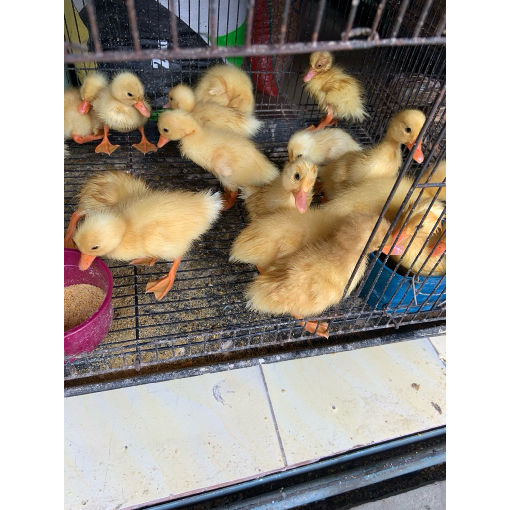 bebek peking hidup
