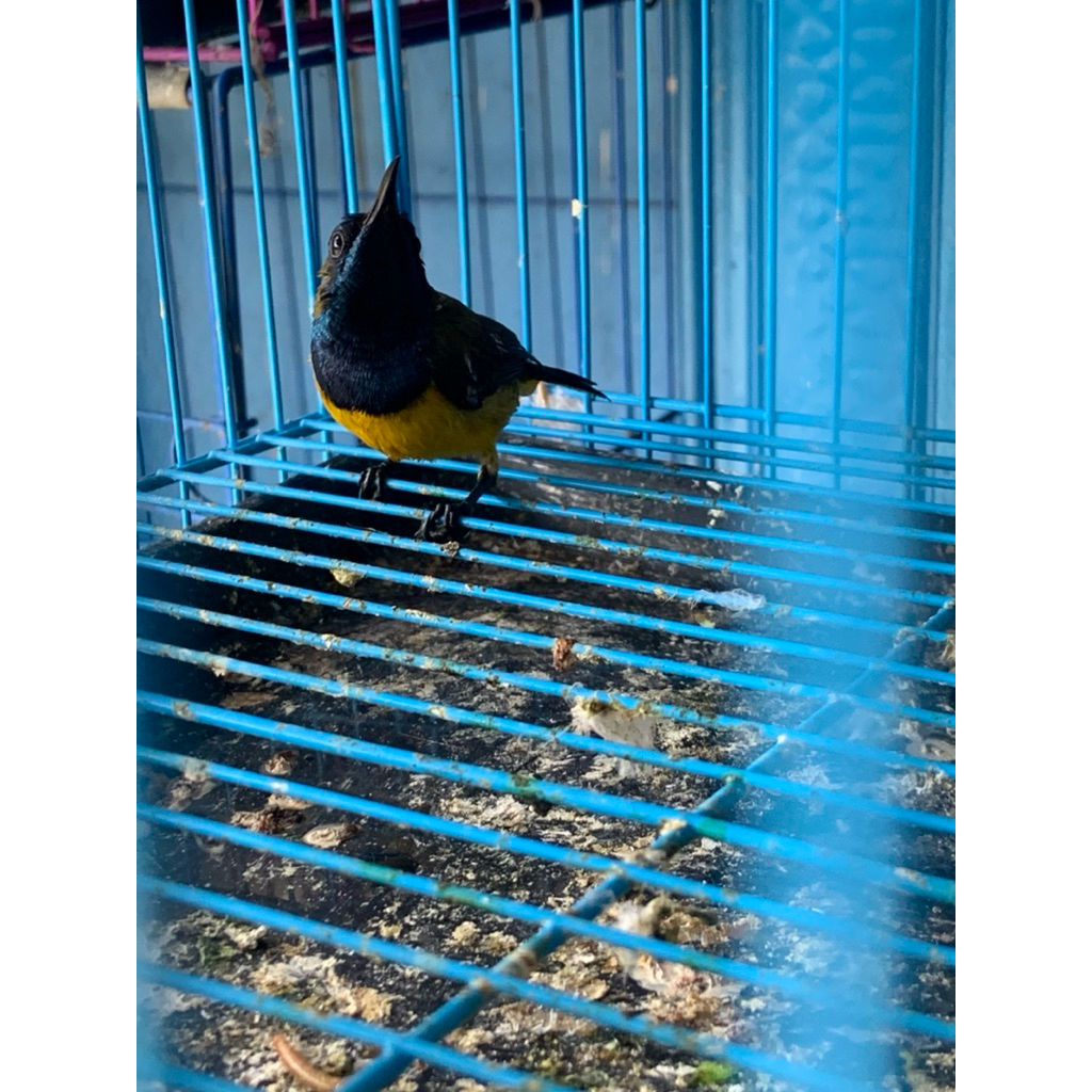 Burung Sogon Jantan Hidup