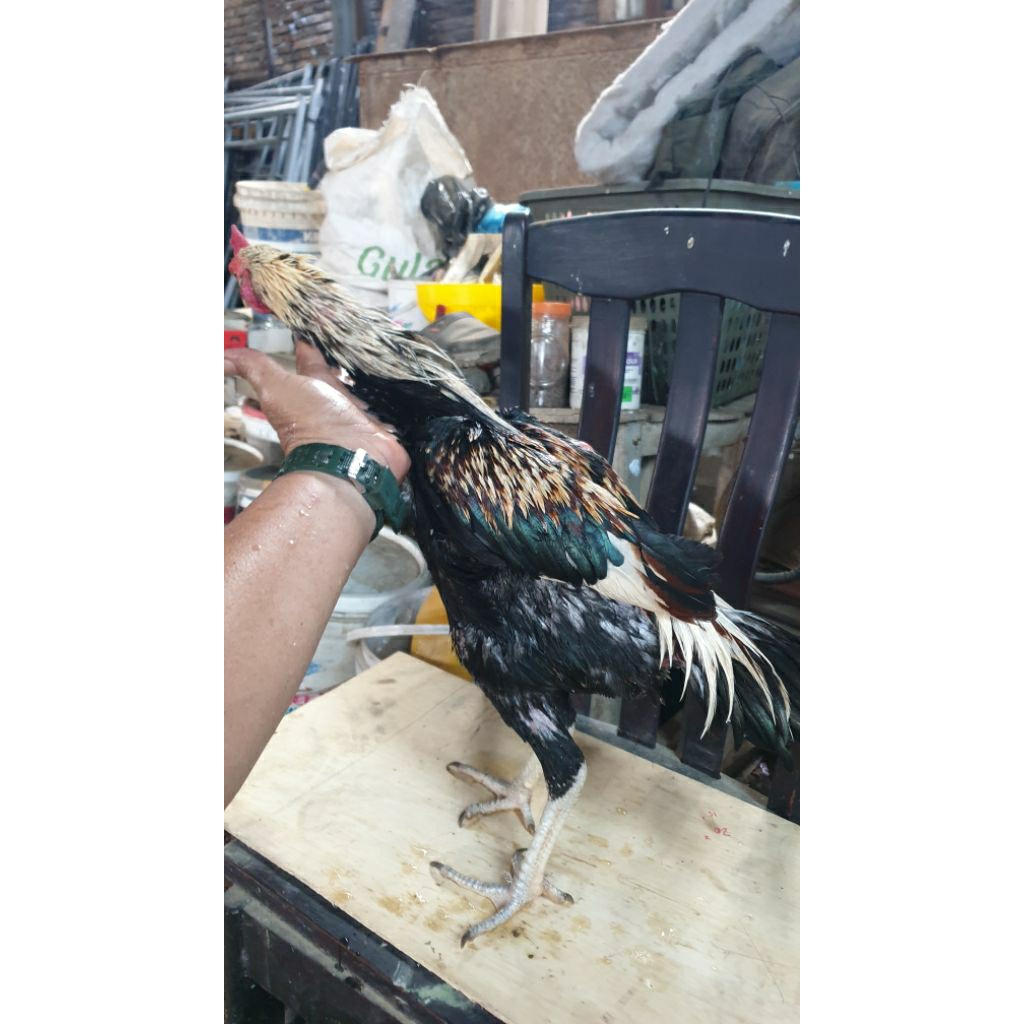 PamaMangon jalak putih
