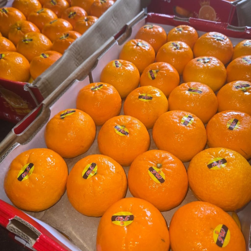 BUAH JERUK WOKAM 1 KRANJANG/ DUS