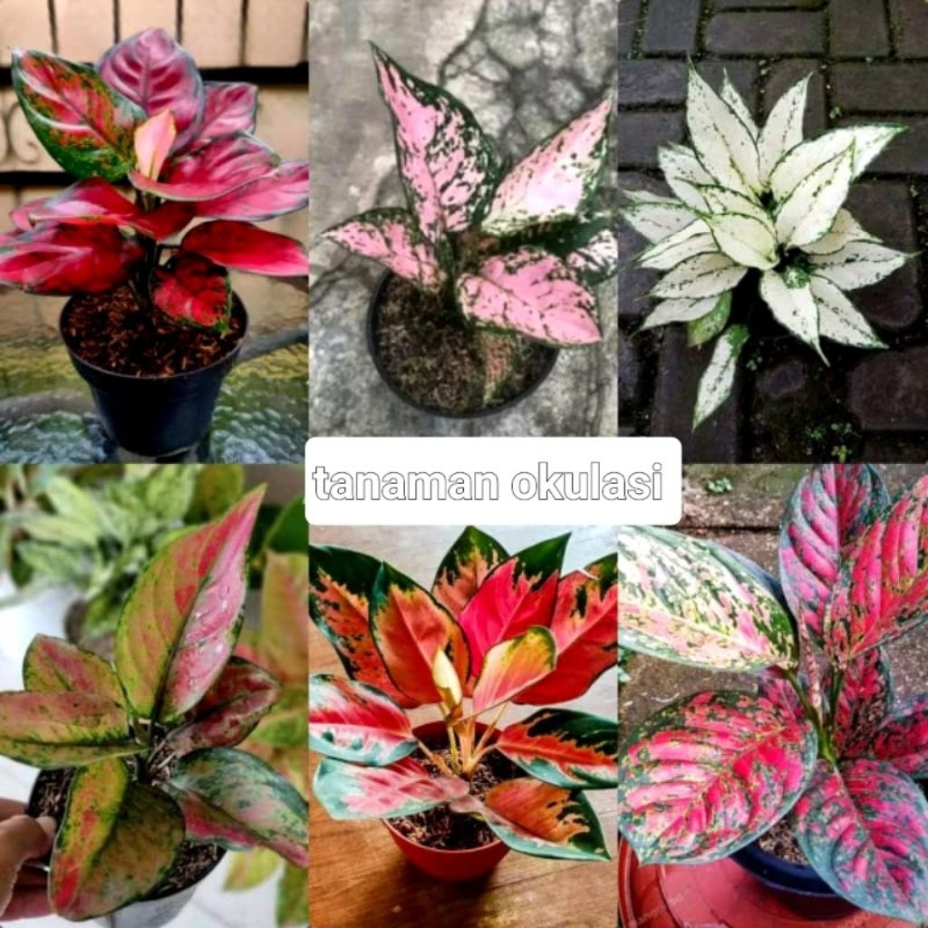 [COD] BIBIT BUNGA 6 AGLONEMA TERLARIS ( BONGGOL)