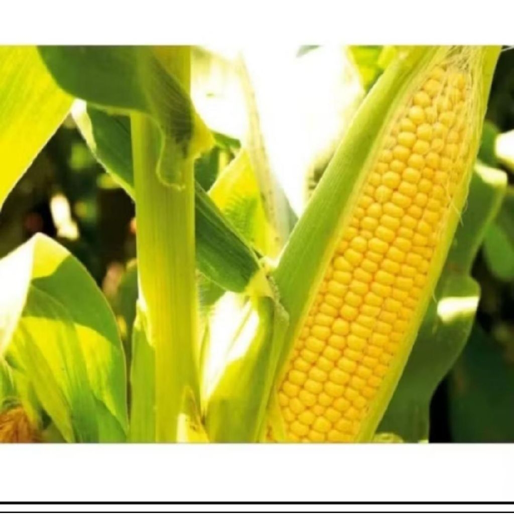 250 Biji Benih Jagung Manis Hawai Unggul - Bibit Jagung Super Manis & Cepat Panen