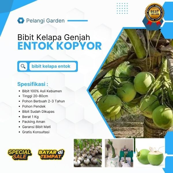 PROMO  Benih Kelapa Genjah Entok Kopyor Genjah Di Kupas, Benih Kelapa Genjah Entok Kopyor Hibrida Di