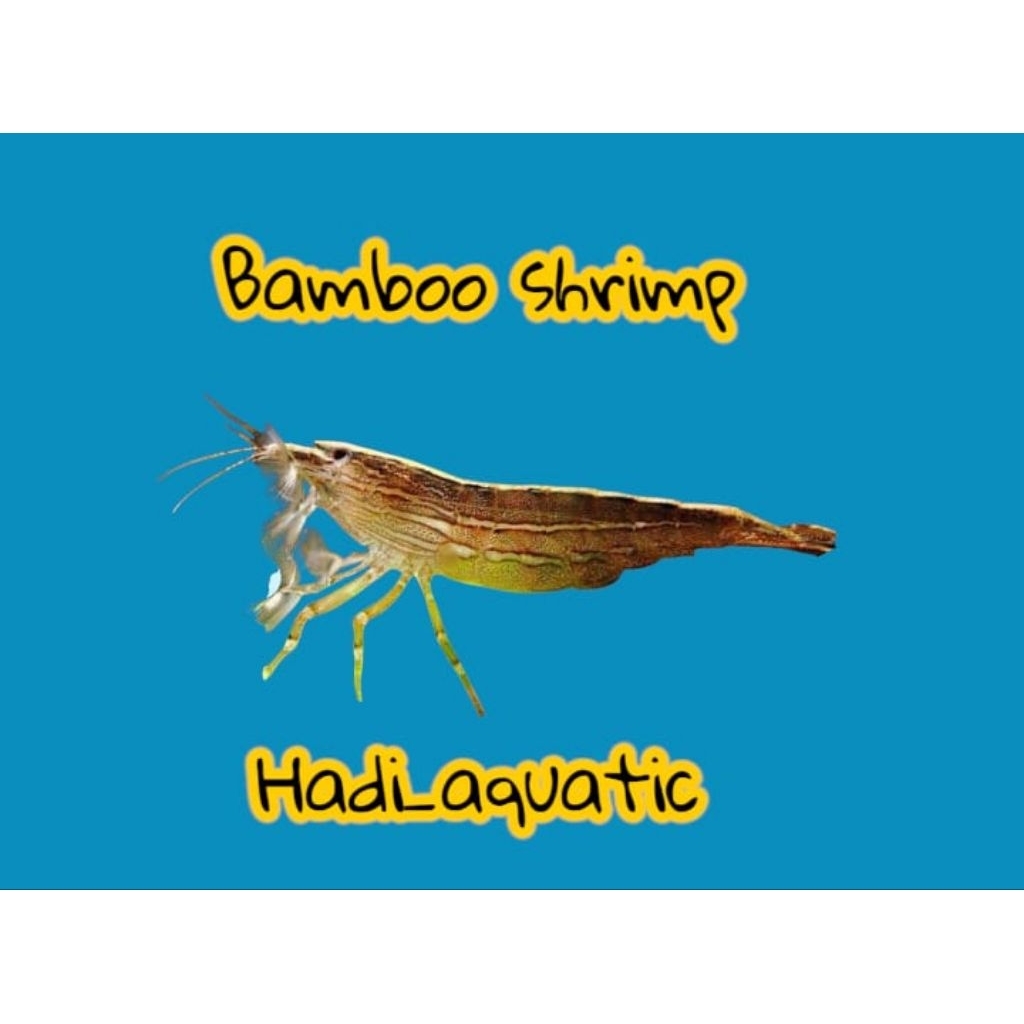 udang hias bamboo shrimp