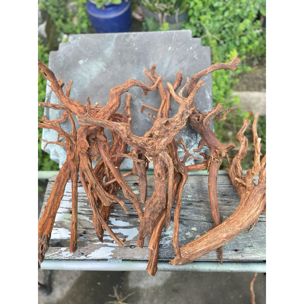 Kayu rasmala size XL , kayu bonsai aquascape , kayu dekorasi aquarium