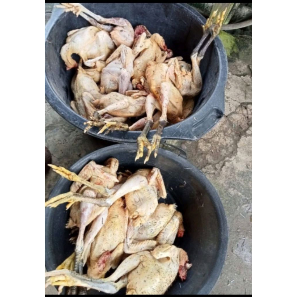 AYAM KAMPUNG JANTAN/BETINA HIDUP LANGSUNG POTONG TERIMA BERSIH HIGIENIS PREMIUM