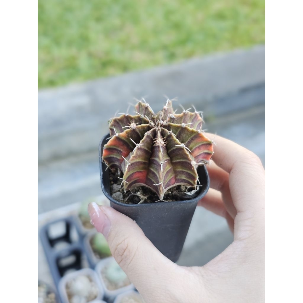 Kaktus gymno lb variegata